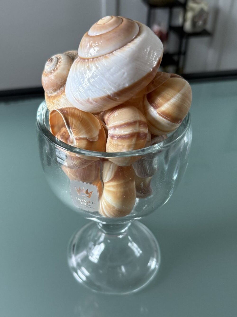Decoration Seashell Natural Hermit Crab Shells lot of 13ps
